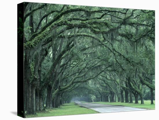 Historic Wormsloe Plantation, Savannah, Georgia, USA-Joanne Wells-Premier Image Canvas