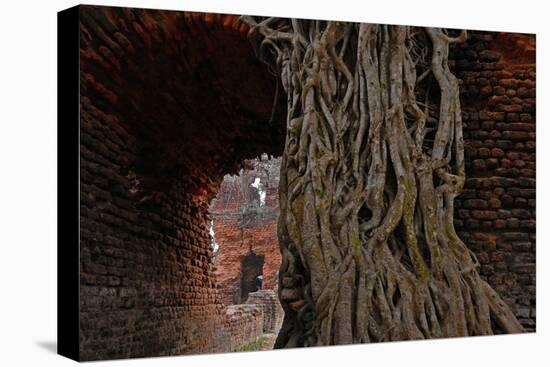 Historical Building in Ishwaripur, Overgrown by a Banyan Tree (Ficus Benghalensis), Bangladesh-Dr. Gertrud Neumann-Denzau-Premier Image Canvas