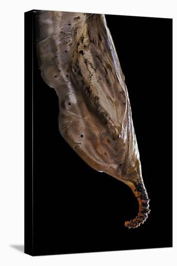 Historis Odius (Orion) - Pupa-Paul Starosta-Premier Image Canvas