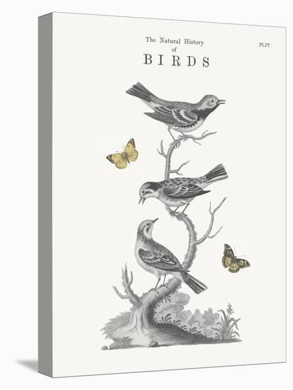 History of Birds-Maria Mendez-Stretched Canvas