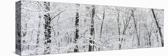 Hoar frost covered trees in forest, Brown County State Park, Indiana, USA-null-Stretched Canvas
