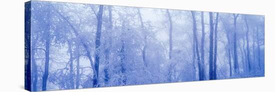 Hoar Frost In Woodland-David Nunuk-Premier Image Canvas