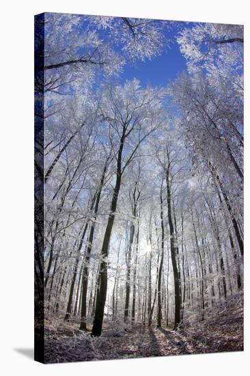 Hoar Frost on Trees-Dr. Juerg Alean-Premier Image Canvas