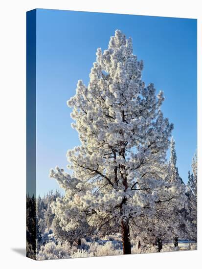 Hoar frost ponderos pine tree, Sundance Ranch, Bend, Deschutes County, Oregon, USA-null-Premier Image Canvas