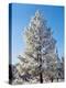 Hoar frost ponderos pine tree, Sundance Ranch, Bend, Deschutes County, Oregon, USA-null-Premier Image Canvas