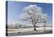 Hoar Frosted Tree on the Banks of a Frozen Lake, Morchard Road, Devon, England. Winter-Adam Burton-Premier Image Canvas