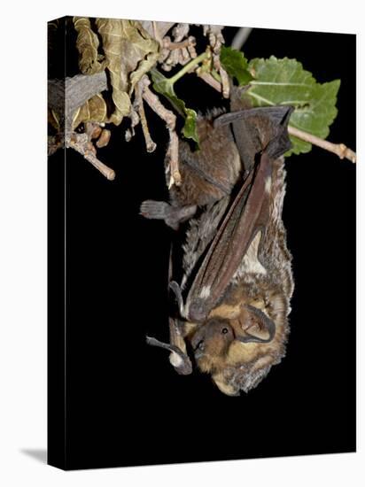 Hoary Bat Perched, Near Portal, Arizona, USA-James Hager-Premier Image Canvas