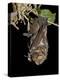 Hoary Bat Perched, Near Portal, Arizona, USA-James Hager-Premier Image Canvas
