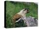 Hoary Marmot (Marmotta Caligata), Banff National Park, Alberta, Canada, North America-James Hager-Premier Image Canvas