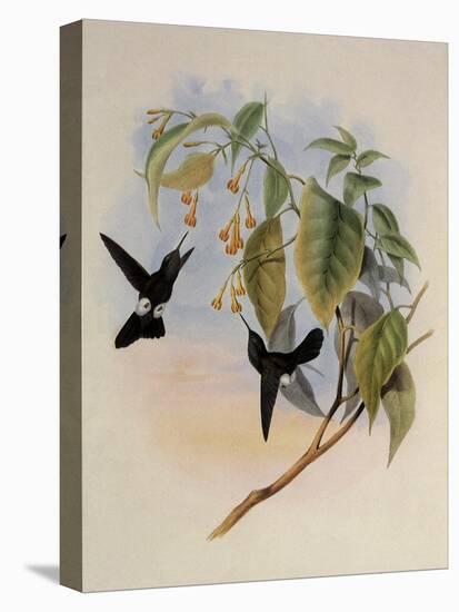 Hoary Puffleg, Eriocnemis Lugens-John Gould-Premier Image Canvas