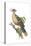 Hoatzin (Opisthocomus Hoazin), Birds.-Encyclopaedia Britannica-Stretched Canvas