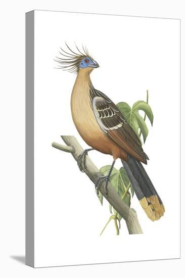 Hoatzin (Opisthocomus Hoazin), Birds.-Encyclopaedia Britannica-Stretched Canvas