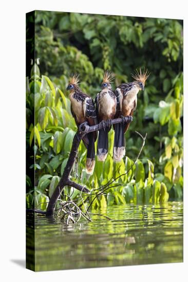 Hoatzins (Opisthocomus Hoazin) Perched In Rainforest, Tambopata Reserve, Peru, South America-Konrad Wothe-Premier Image Canvas