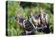 Hoatzins (Opisthocomus Hoazin) Perched In Tropical Rainforest, Tambopata Reserve, Peru-Konrad Wothe-Premier Image Canvas