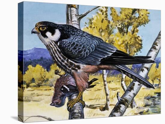 Hobby (Falco Subbuteo), Falconidae-null-Premier Image Canvas