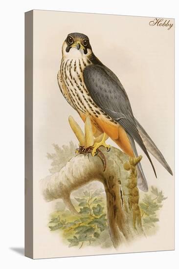 Hobby-John Gould-Stretched Canvas