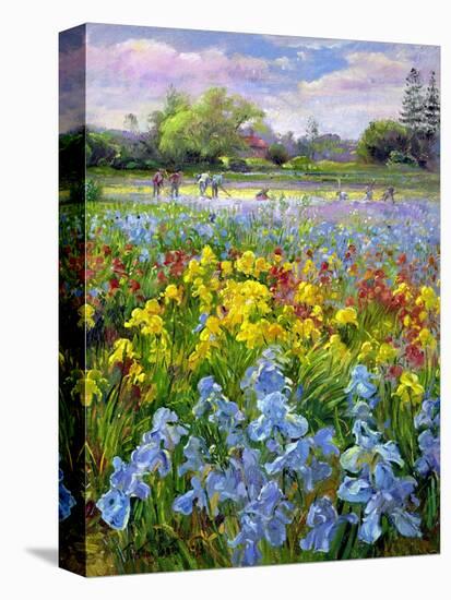 Hoeing Team and Iris Fields, 1993-Timothy Easton-Premier Image Canvas