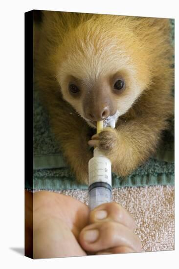 Hoffmann'S Two-Toed Sloth (Choloepus Hoffmanni) Orphaned Baby Bottle Feeding-Suzi Eszterhas-Premier Image Canvas