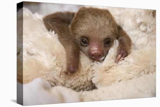 Hoffmann'S Two-Toed Sloth (Choloepus Hoffmanni) Orphaned Baby With Cuddly Toy-Suzi Eszterhas-Premier Image Canvas