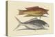 Hog Fish and Shad-Mark Catesby-Stretched Canvas