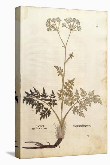 Hog's Fennel - Peucedanum Cervaria (Dauci Tertium Genus) by Leonhart Fuchs from De Historia Stirpiu-null-Premier Image Canvas