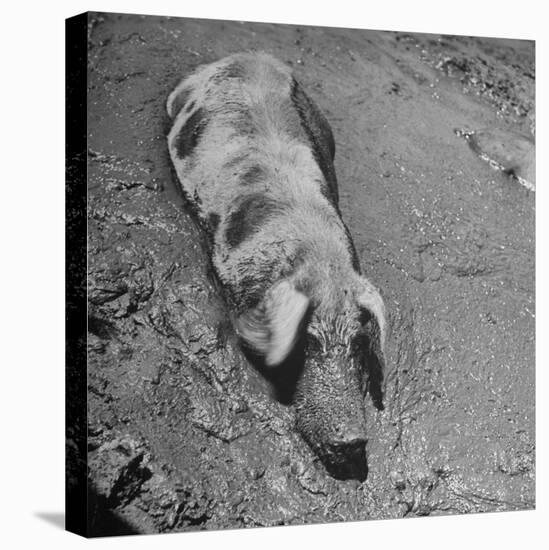 Hog Weighing 200 Lbs. Wallowing in a Mud Pile-Bob Landry-Premier Image Canvas