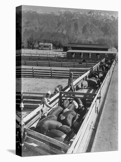 Hogs in pens being tended at Manzanar, 1943-Ansel Adams-Premier Image Canvas