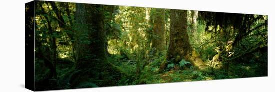 Hoh Rain Forest, Olympic National Park, Washington State, USA-null-Premier Image Canvas