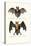 Hollow-Faced Bat, 1824-Karl Joseph Brodtmann-Premier Image Canvas