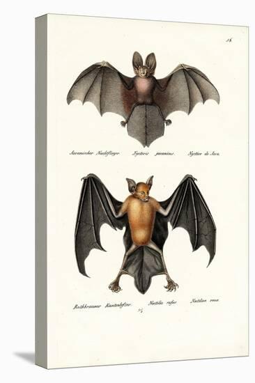 Hollow-Faced Bat, 1824-Karl Joseph Brodtmann-Premier Image Canvas