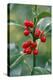 Holly Close Up of Berries and Leaves-null-Premier Image Canvas
