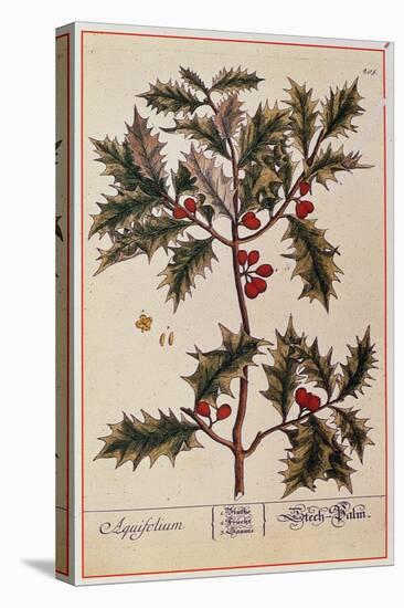 Holly from A Curious Herbal, 1782-Elizabeth Blackwell-Premier Image Canvas