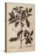 Holly from A Curious Herbal, 1782-Elizabeth Blackwell-Premier Image Canvas