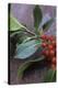 Holly (Ilex Aquifolium)-Maxine Adcock-Premier Image Canvas