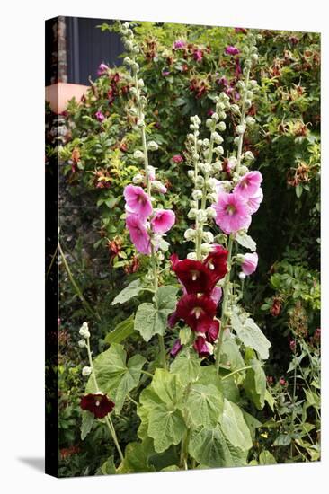 Hollyhock (Alcea Rosea)-Dr. Keith Wheeler-Premier Image Canvas