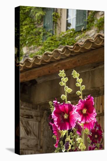 Hollyhocks flowers blooming in Provence region of Southern France.-Michele Niles-Premier Image Canvas