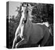 Hollywood (b & w)-Barry Hart-Stretched Canvas