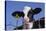 Holstein Calf with Eartag-DLILLC-Premier Image Canvas