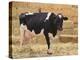 Holstein Cow Full of Milk-DLILLC-Premier Image Canvas