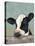 Holstein Cow II-Jade Reynolds-Stretched Canvas