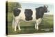 Holstein-Freisian Bull-null-Stretched Canvas