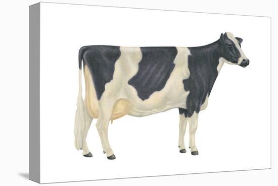 Holstein-Friesian Cow, Dairy Cattle, Mammals-Encyclopaedia Britannica-Stretched Canvas