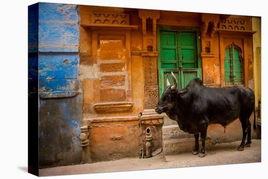 Holy Cow Standing in the Blue Streets of Jodhpur, the Blue City, Rajasthan, India, Asia-Laura Grier-Premier Image Canvas