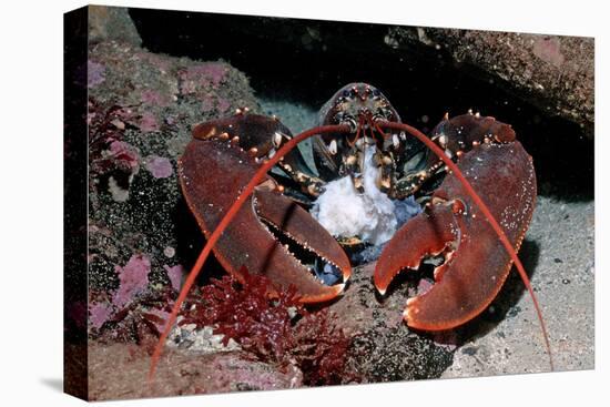 Homarus Gammarus.Lobster. Atlantic Ocean, Norway-Reinhard Dirscherl-Premier Image Canvas