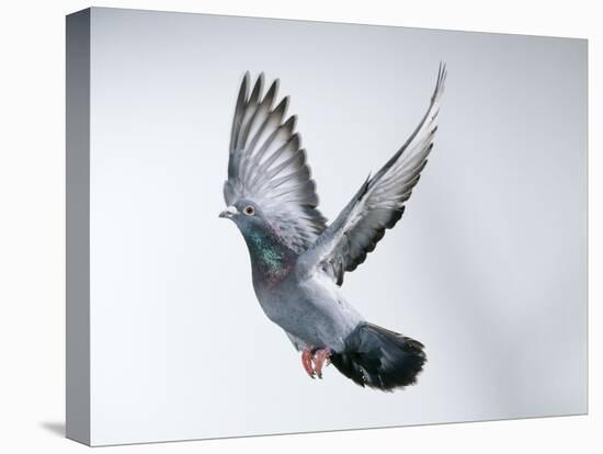 Homing Pigeon in Flight-null-Premier Image Canvas