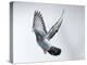 Homing Pigeon in Flight-null-Premier Image Canvas