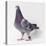 Homing Pigeon in Studio-null-Premier Image Canvas