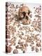 Hominid Fossil Skull 1470-John Reader-Premier Image Canvas