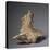 Homo Erectus' Pelvic Bone Fragments-null-Premier Image Canvas