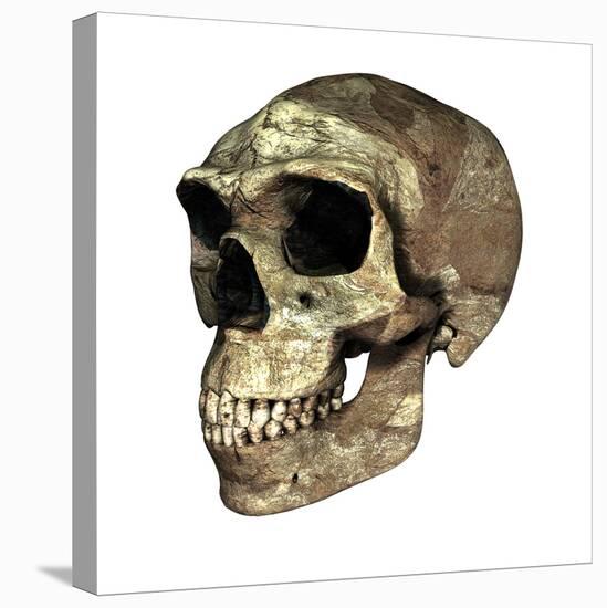 Homo Erectus Skull-Friedrich Saurer-Premier Image Canvas